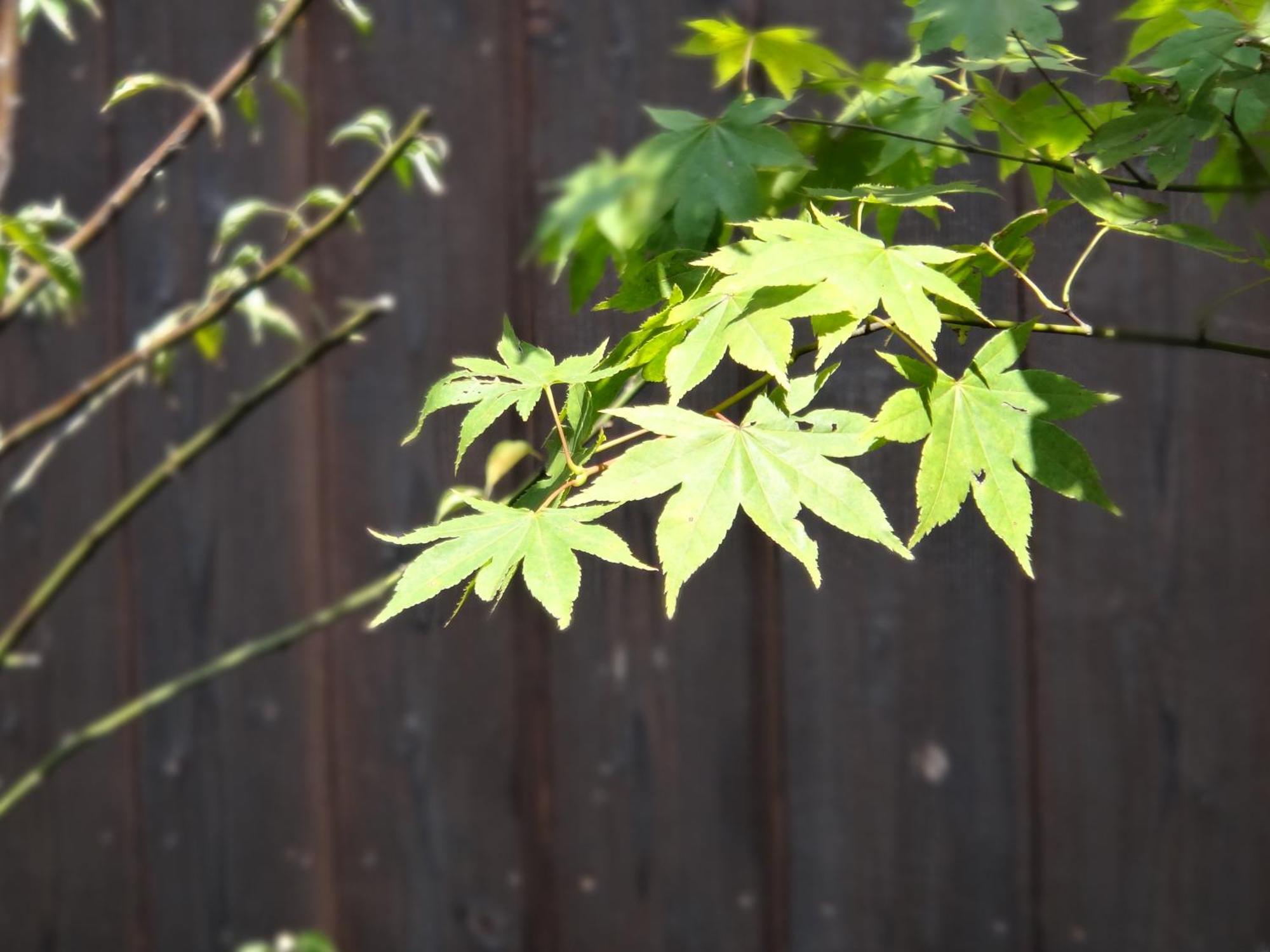 Machiya Oozora — Photos 1